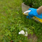 روش هایی ساده و خانگی برای از بین بردن علف های هرز