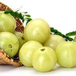 گیاه آملا یا آمله چیست ؟