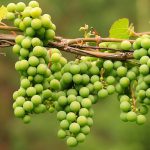 خواص آبغوره چیست ؟ و طرز تهیه آبغوره در خانه