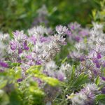 خواص چای کوهی