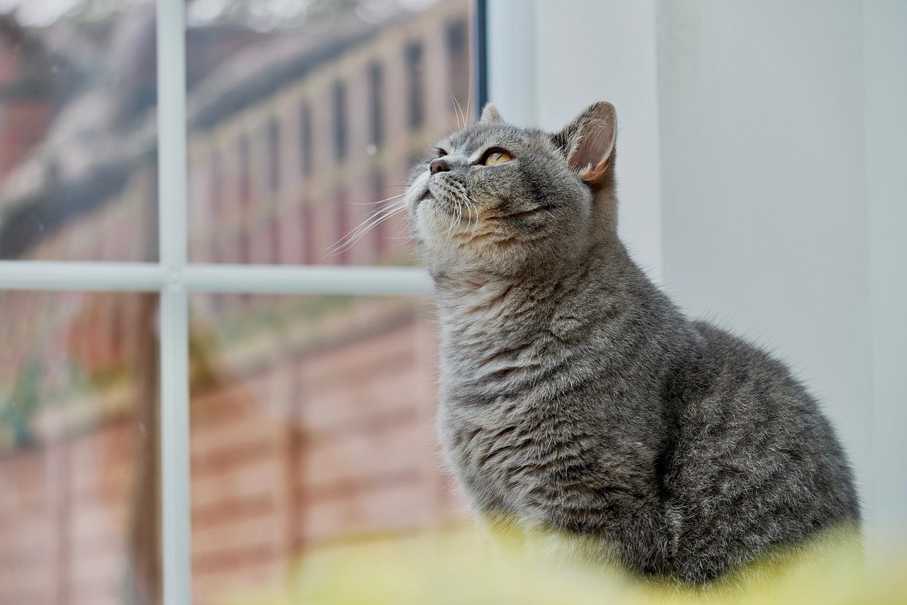 گربه بریتیش در فضای داخلی خانه