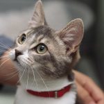 راهکارهای ساده برای تخلیه انرژی گربه‌های نژاد مختلف