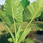 نحوه نگهداری از گیاه بابا آدم | آبیاری، نور، و مشکلات رایج