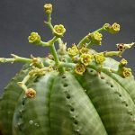 نگهداری کاکتوس افوربیا در خانه: از آبیاری تا نور مناسب