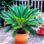 ۴ روش ساده و کاربردی برای تکثیر گیاه سیکاس در خانه