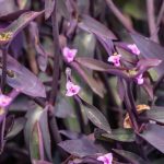 پرورش و پرپشت شدن گل موسی در گهواره: همه آنچه باید بدانید