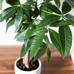 نماد گیاه پاچیرا چیست؟ همه چیز درباره درخت پول و تاثیرات آن در دکوراسیون داخلی