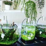 رشد و نگهداری گیاهان آبزی در خانه و محیط‌های آبی