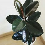 چگونه در زمستان از فیکوس نگهداری کنیم؟ نکات کلیدی برای سلامت گیاه