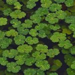 شبدر پنج برگ نماد چیست؟ (نماد خوش شانسی و ثروت)