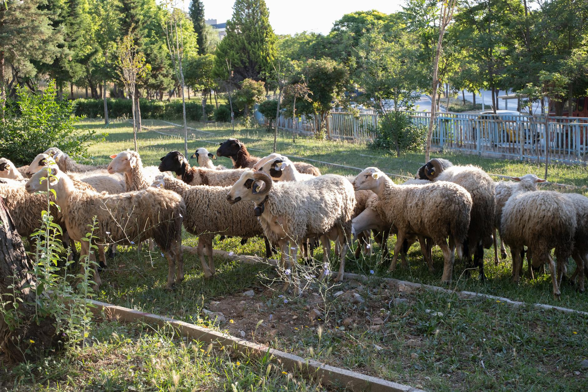 بهترین نژاد گوسفند گوشتی کدام است؟ بررسی علمی و اقتصادی بر اساس داده‌های دامپروری - livestock farming sheep