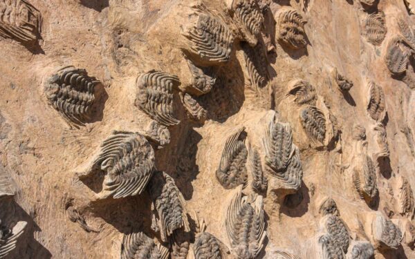 Close-up view of trilobite fossils on a rocky surface, showcasing ancient marine life.