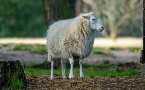 A single sheep standing quietly in a sunlit pasture, showcasing its fluffy wool.