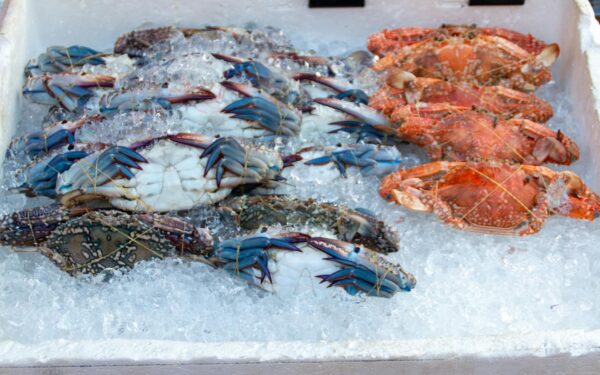 Close-up of fresh crabs on ice, showcasing seafood freshness and quality.