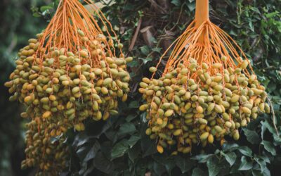 Rich, ripe dates hanging from a palm tree in Tabarka, Tunisia.