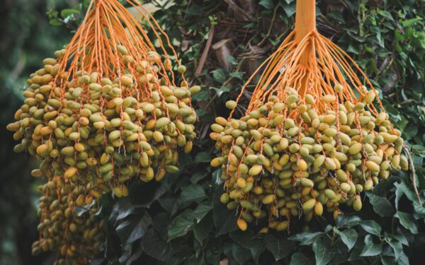 Rich, ripe dates hanging from a palm tree in Tabarka, Tunisia.