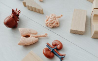 Close-up of anatomical organ models with wooden blocks, ideal for learning.