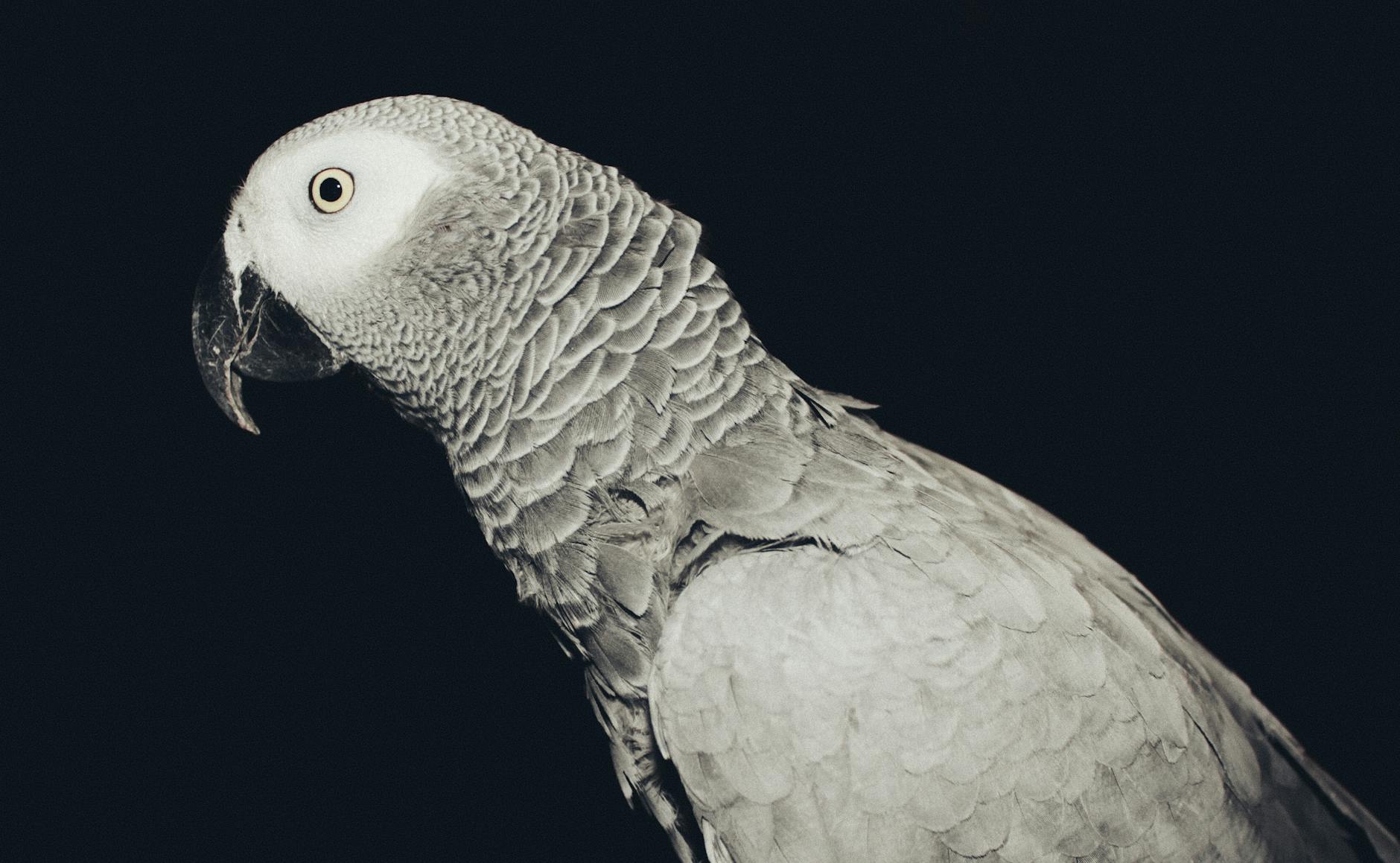 چرا طوطی‌ها حرف می‌زنند؟ وقتی هوش، مغز و تقلید صدا دست به دست هم می‌دهند - African grey parrot intelligence