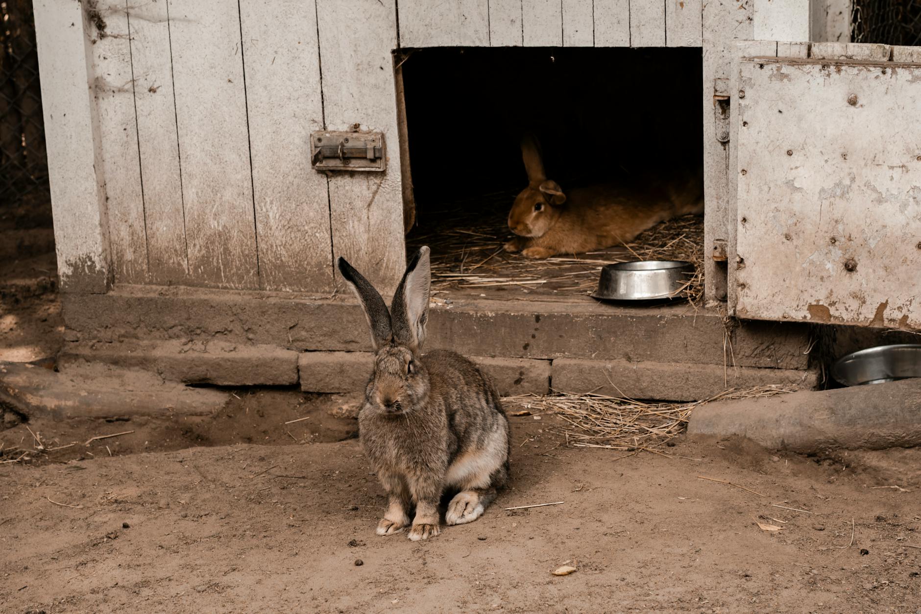 آیا خرگوش حیوان خانگی مناسبی است؟ راهنمای صادقانه نگهداری خرگوش خانگی - feeding pet rabbit hay