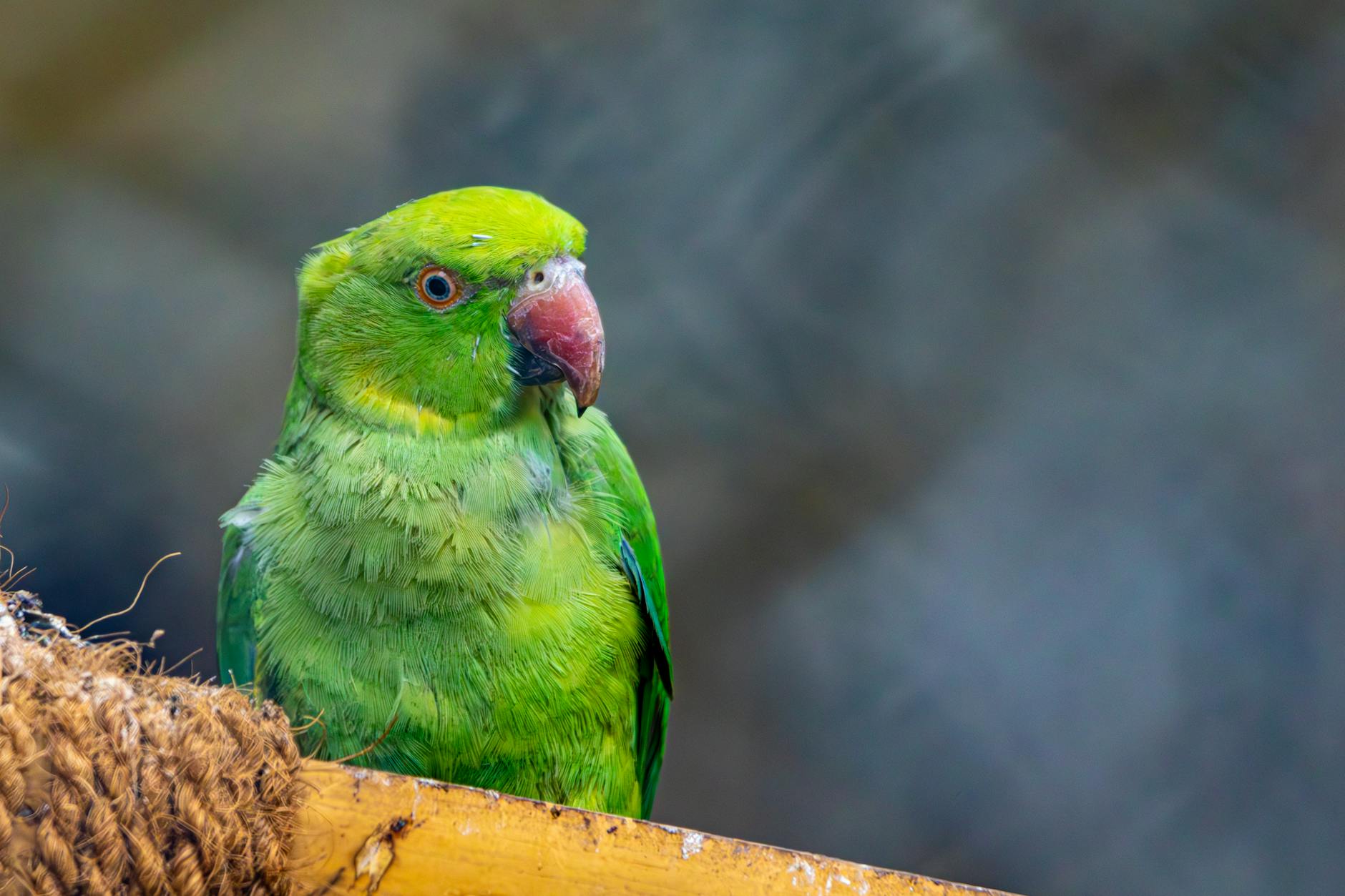 چرا طوطی‌ها حرف می‌زنند؟ وقتی هوش، مغز و تقلید صدا دست به دست هم می‌دهند - colorful parrots species