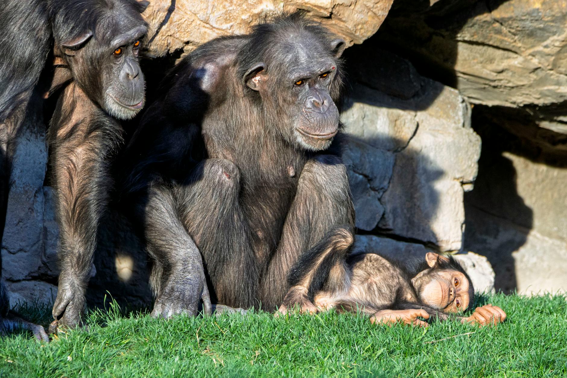 هوش حیوانات؛ ۱۰ حیوان با بالاترین توان یادگیری و حل مسئله (با مثال‌های شگفت‌انگیز!) - chimpanzee using tools