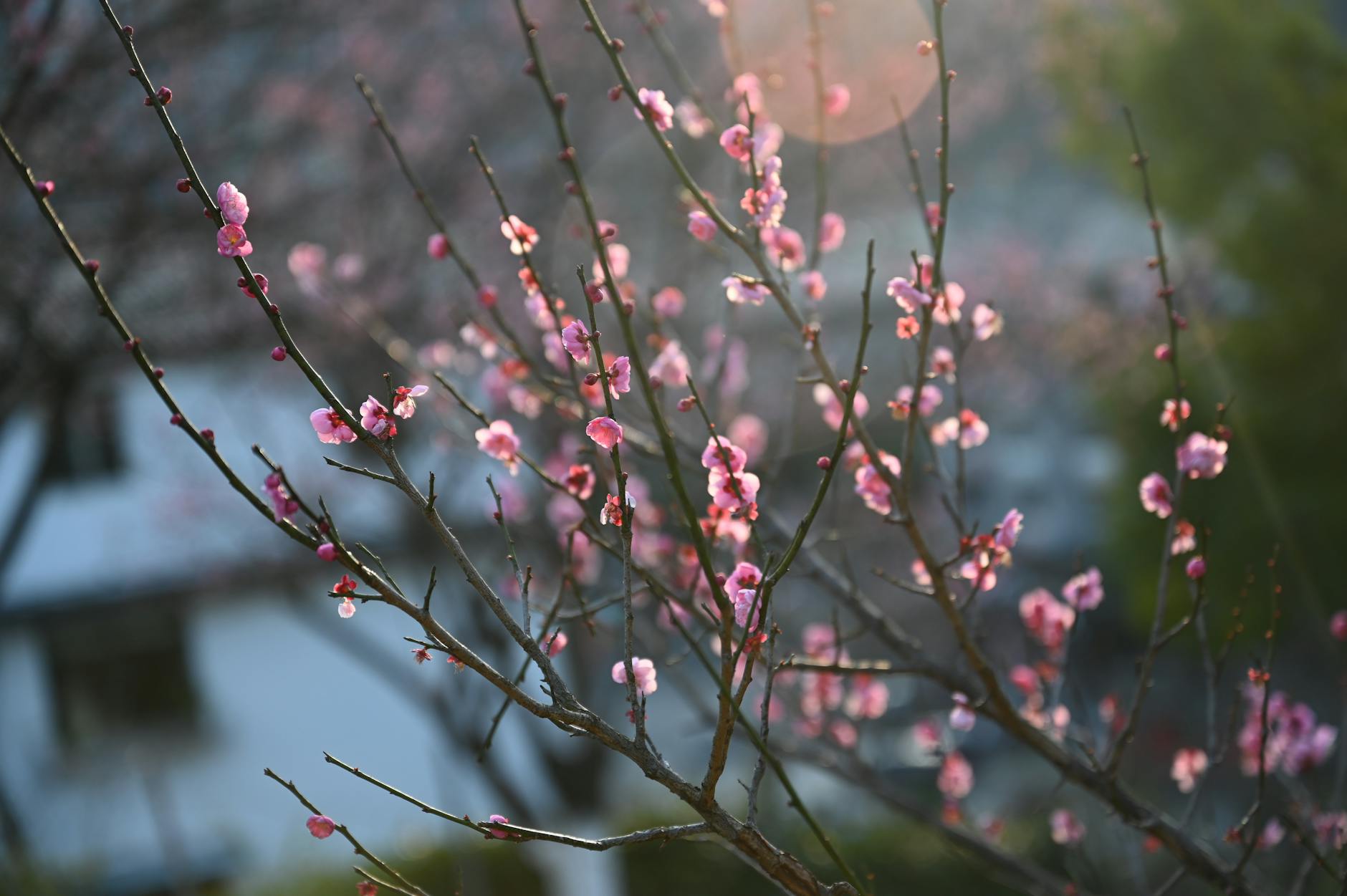 صبحانه بدون اشتها؛ ایده‌های سالم برای صبح‌هایی که میلی به غذا نداری - herbal tea breakfast