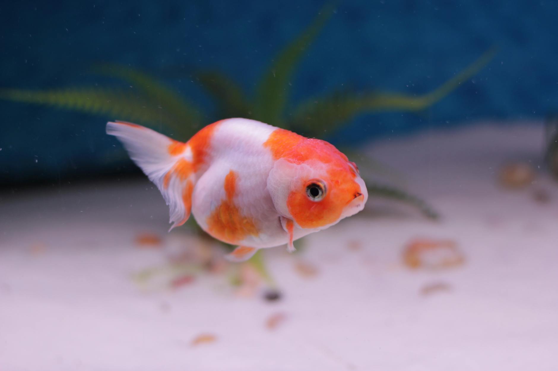آیا ماهی قرمز عید را می‌توان نجات داد؟ راهنمای کامل نگهداری بعد از نوروز - goldfish aquarium setup