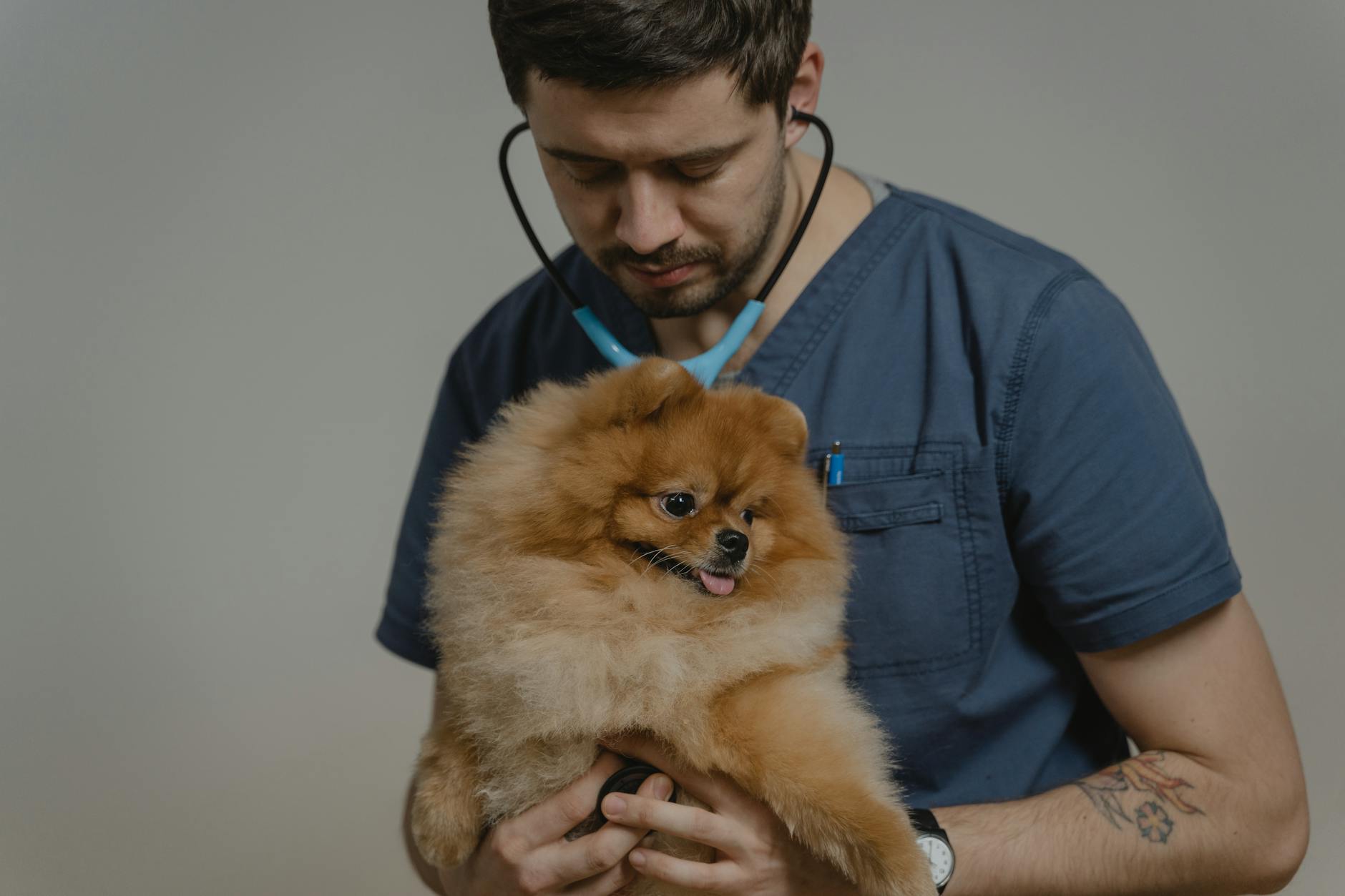 چگونه حیوان خانگی خود را برای ویزیت دامپزشکی بدون استرس آماده کنیم؟ - veterinarian examining dog calmly