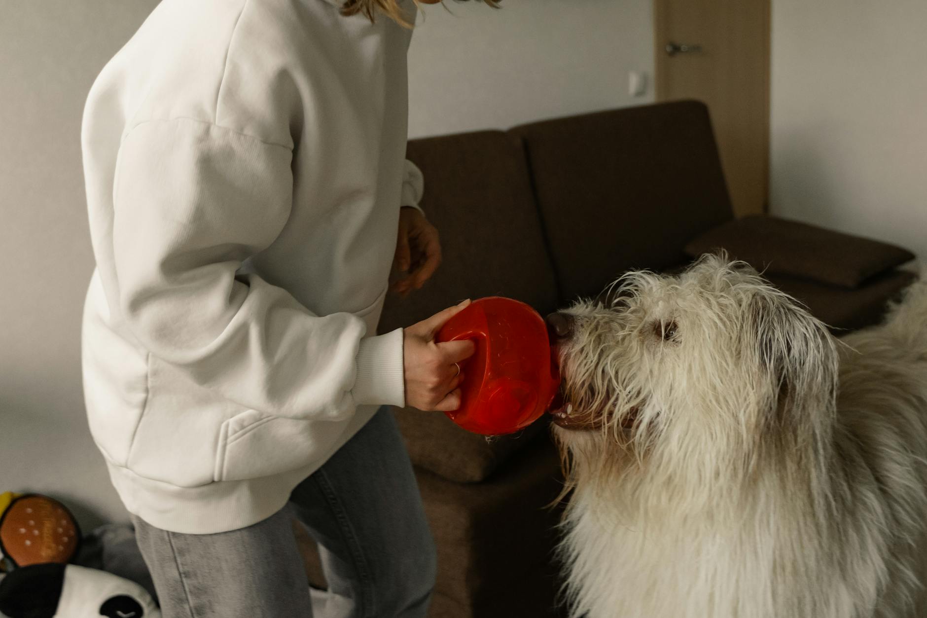 چگونه حیوان خانگی خود را برای ویزیت دامپزشکی بدون استرس آماده کنیم؟ - pet owner comforting anxious dog