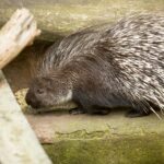 آشنایی با حیوانات شب‌زی؛ دنیای حیات وحش بعد از غروب