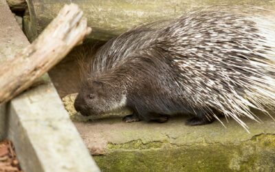 Detailed image of a porcupine with sharp quills in a rustic outdoor setting.