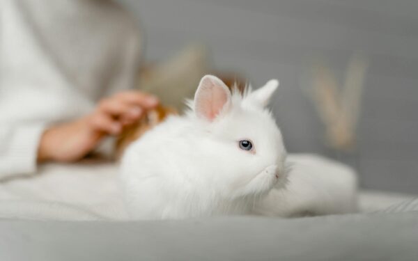 Adorable white rabbit being gently stroked on a cozy indoor setting.