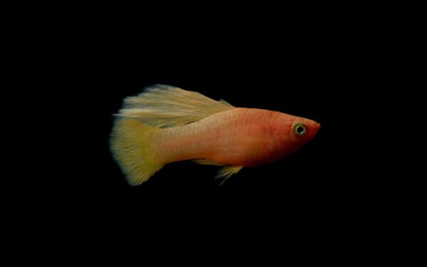 Artistic close-up of a vibrant goldfish swimming against a dark backdrop.