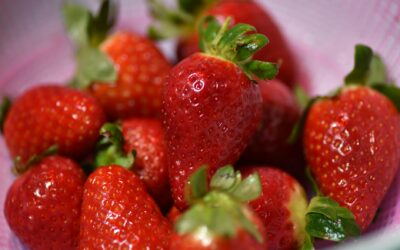 Close-up of ripe, vibrant red strawberries in a colander with green stems.