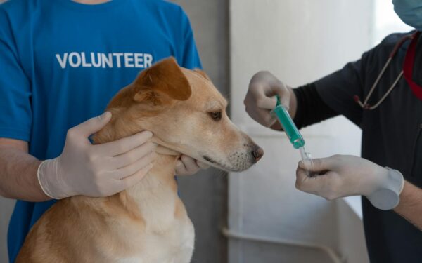 A veterinarian prepares to vaccinate a dog, assisted by a volunteer in a clinic setting.