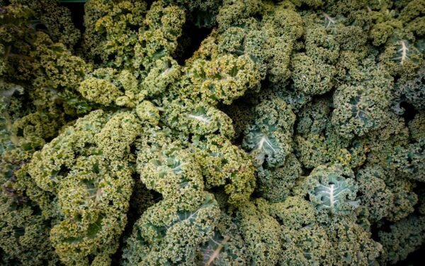 A close-up of fresh organic curly kale leaves with vibrant green colors.