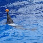 هوش حیوانات؛ ۱۰ حیوان با بالاترین توان یادگیری و حل مسئله (با مثال‌های شگفت‌انگیز!)