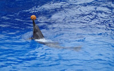Dolphin balances a basketball in an aquarium setting.