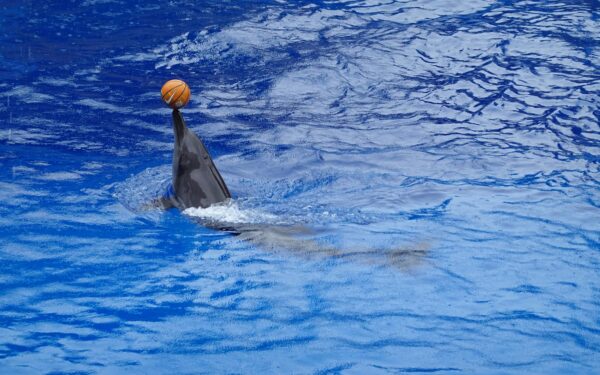 Dolphin balances a basketball in an aquarium setting.