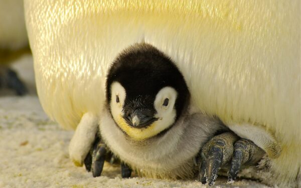 Close-up of a cute emperor penguin chick nestled under its parent in the Antarctic snow.
