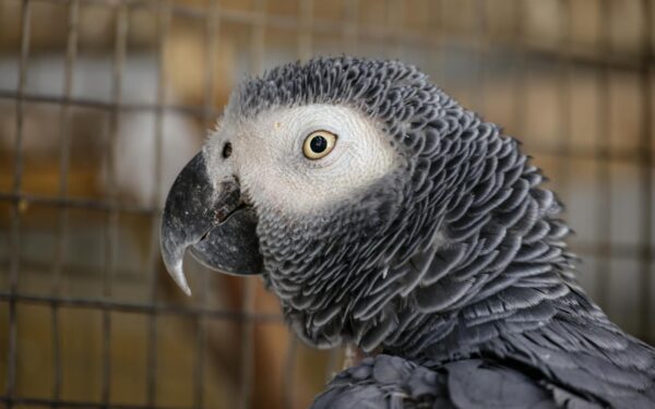 Detailed close-up of a curious African Grey Parrot caged indoors, showcasing feather texture.