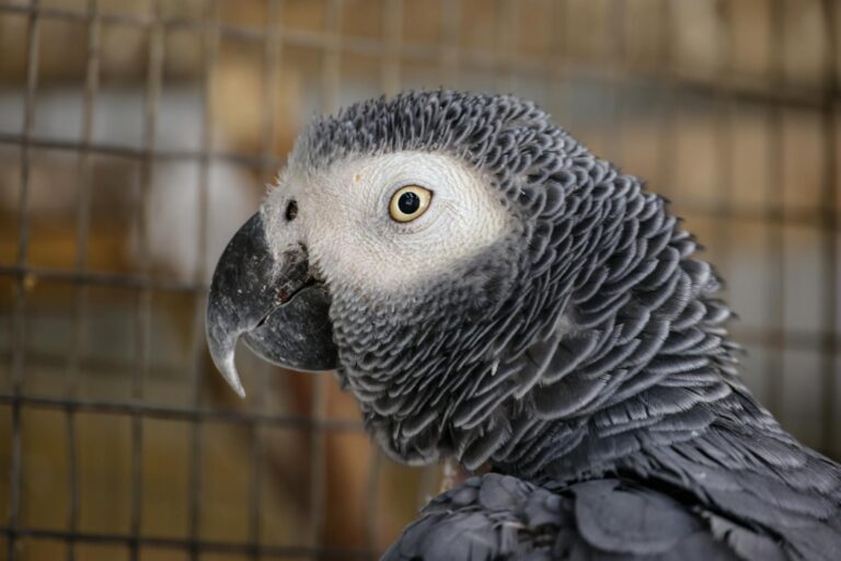 چرا طوطی‌ها حرف می‌زنند؟ وقتی هوش، مغز و تقلید صدا دست به دست هم می‌دهند