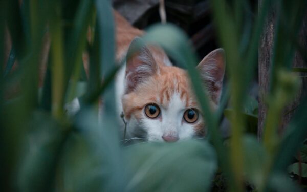 Close-up of a tabby cat cautiously observing from behind green foliage.
