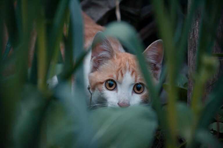چرا گربه‌ها از آب متنفرند؟ ریشه‌های تکاملی یک رفتار بامزه اما منطقی