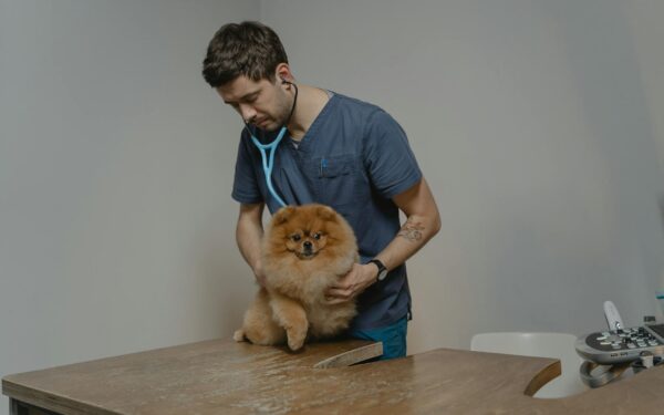 A veterinarian checks a Pomeranian dog using a stethoscope in a clinic setting.